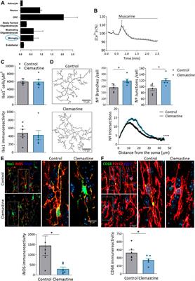 Clemastine Induces an Impairment in Developmental Myelination